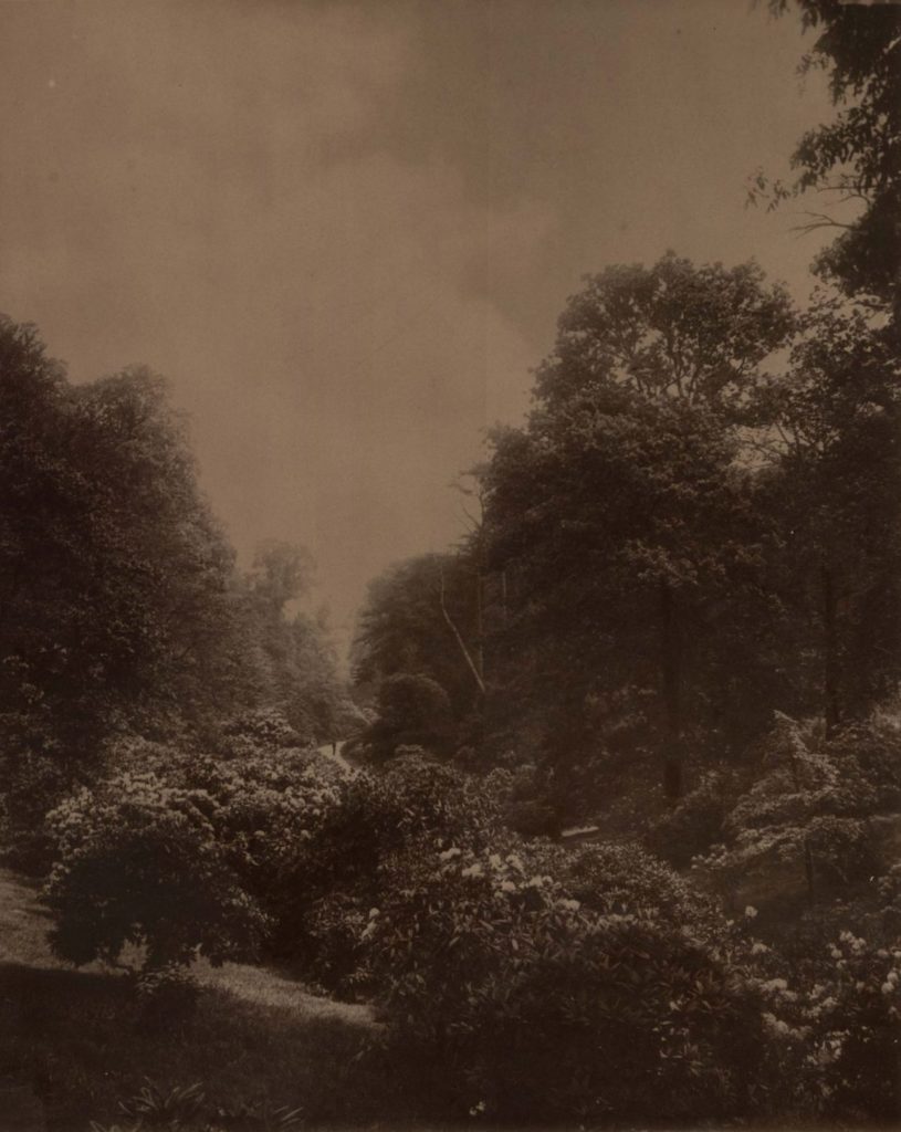 Sepia photo of a tree filled ravine.