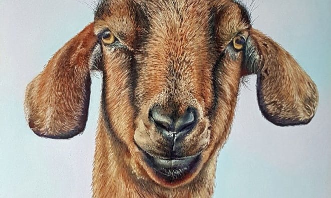 No kidding featured image