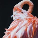 Flamboyance by julie freeman