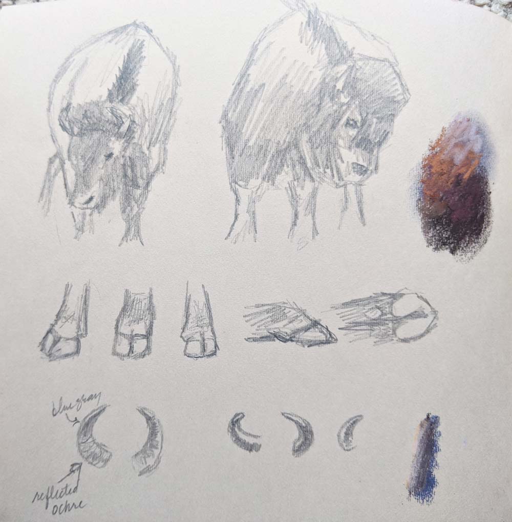Anatomical pastel sketches of a buffalo.