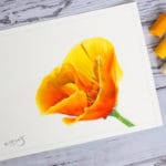 Californian Poppy, by Kit Gray
