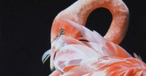 My journey with pastel by julie freeman feat