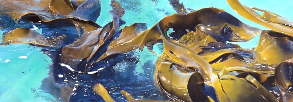 Southern Kelp V, by Julie Freeman