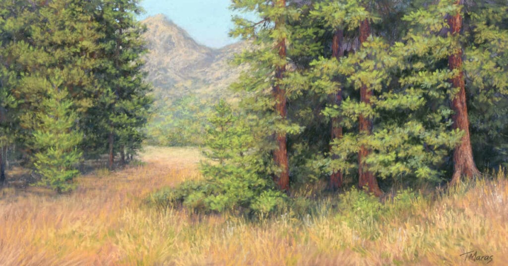 Combatting cookie cutter conifers by tracey maras feat