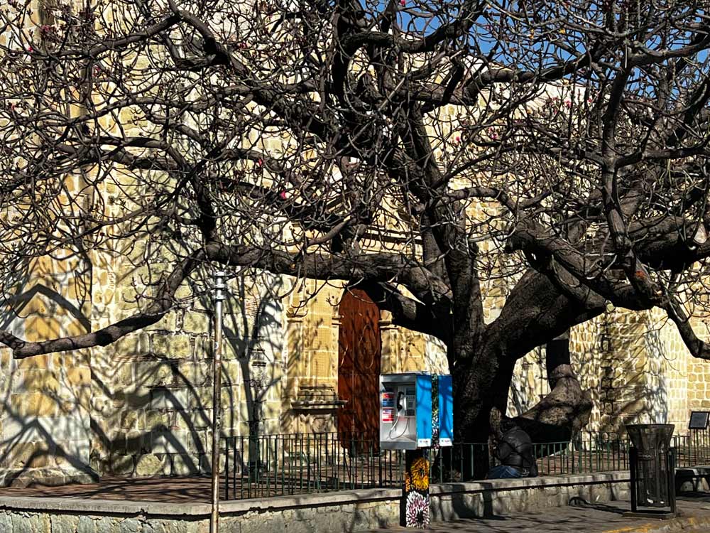 Large leafless tree infront of large stone building.