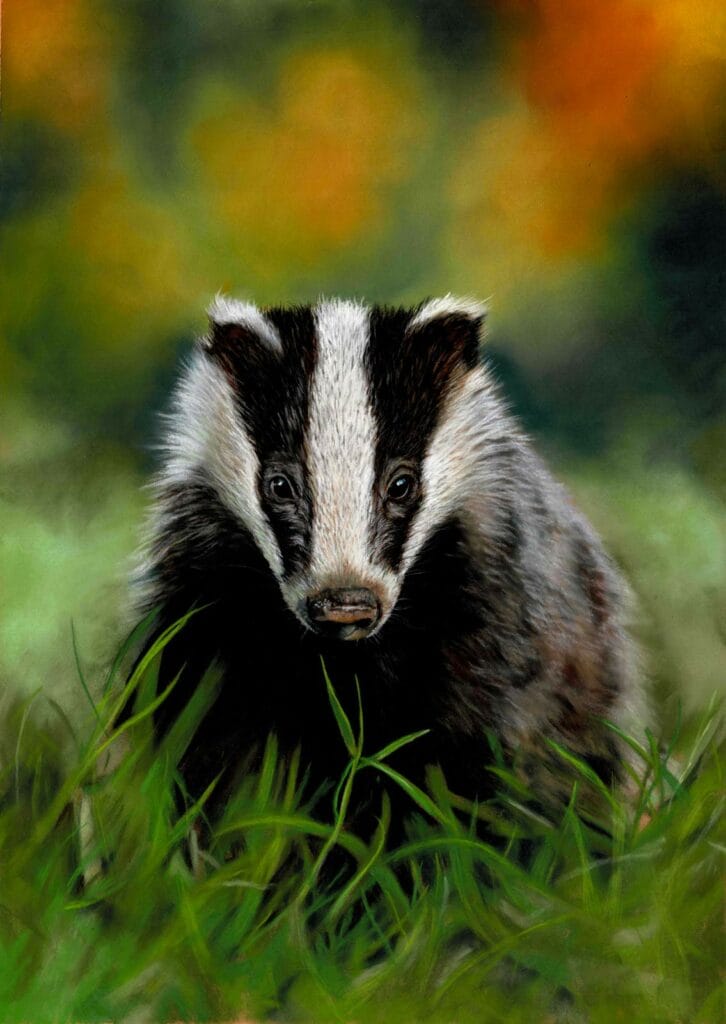 Badgerglow by teresa seals