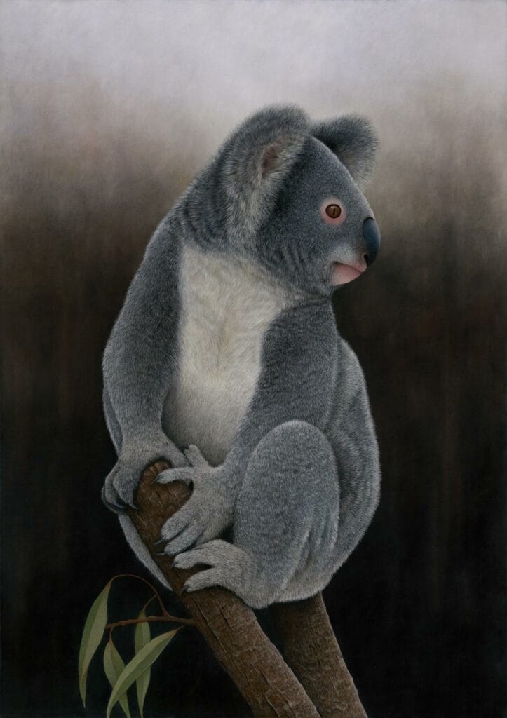 Darren hughes art koala