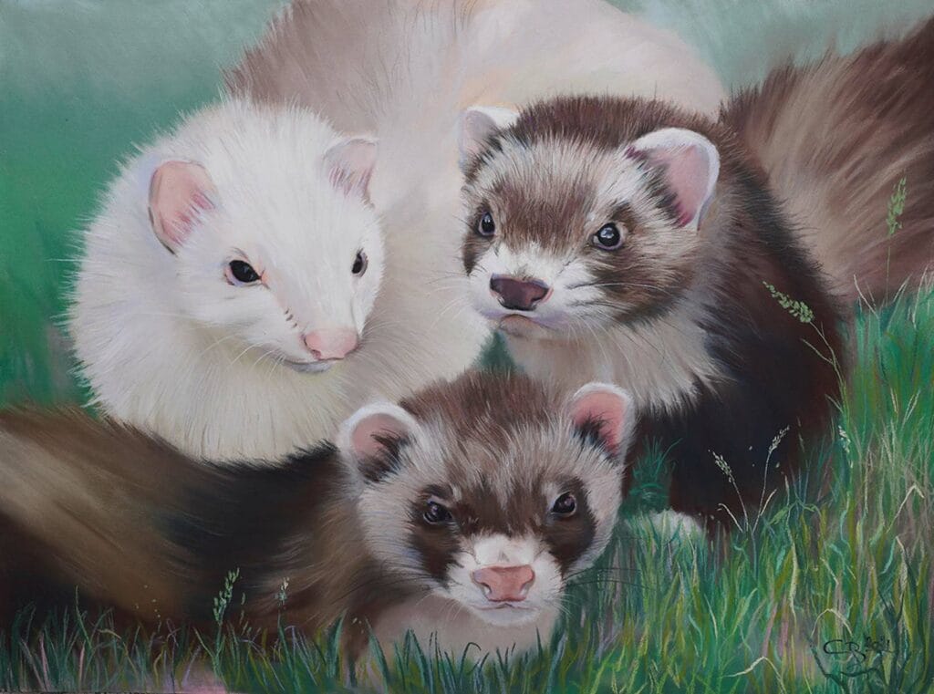 Furets by cindy barillet