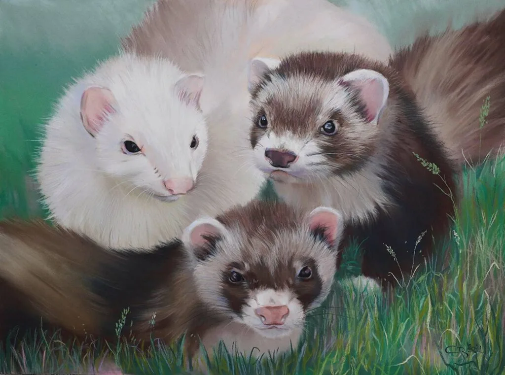 Furets by cindy barillet