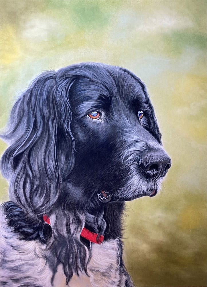 Pastel painting of a Black Spaniel