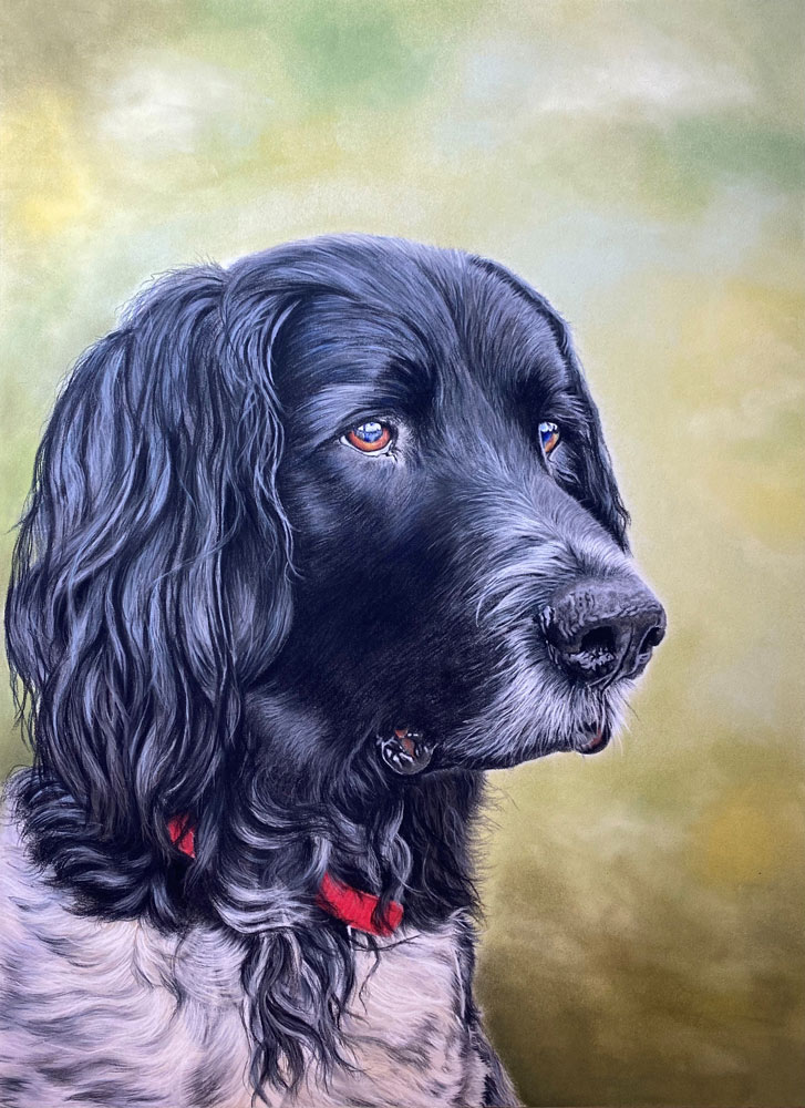 Pastel painting of a Black Spaniel