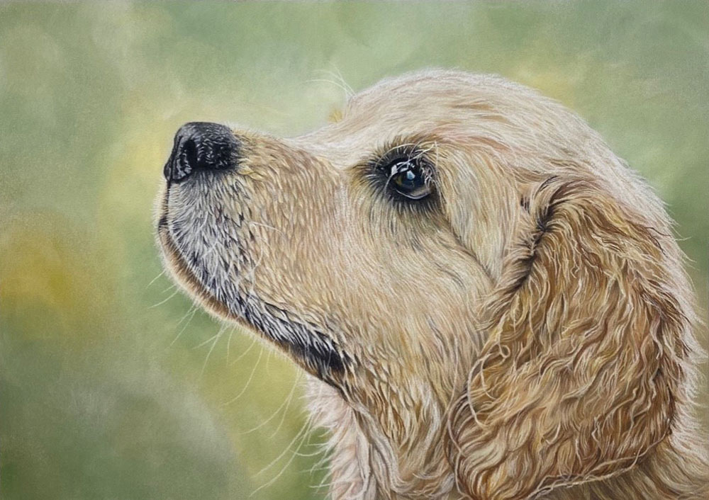 Pastel painting of a young Golden Retriever