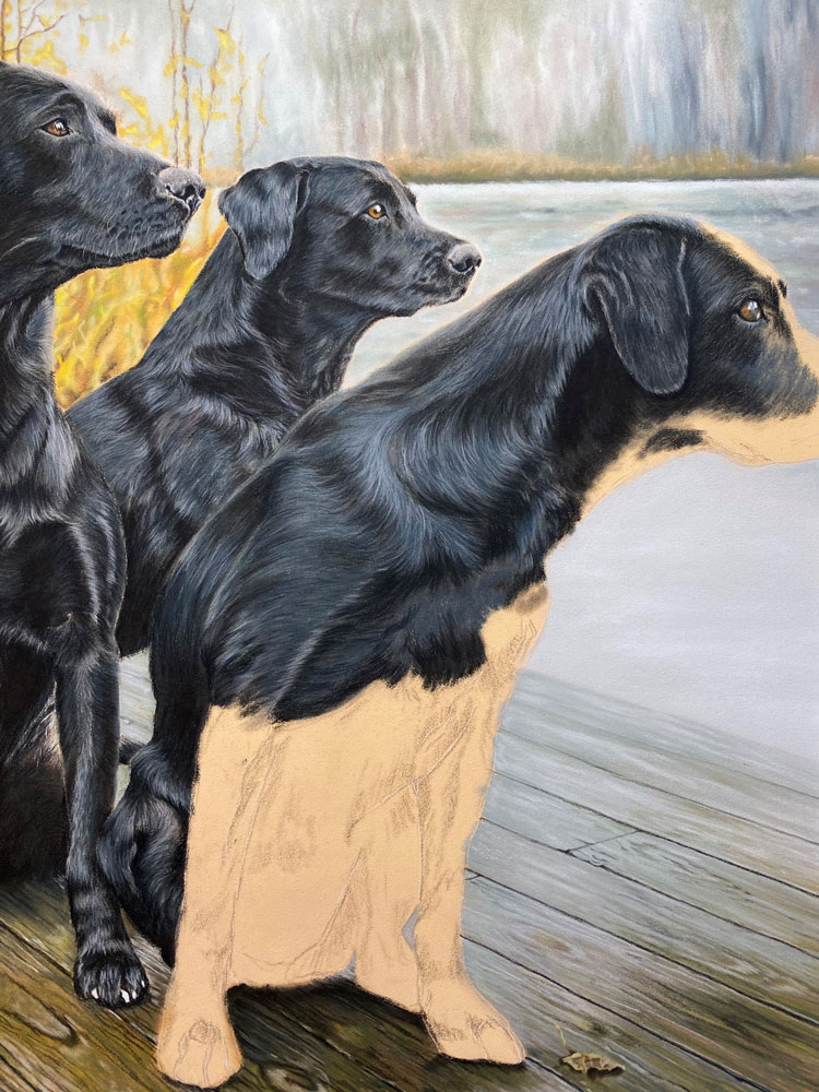 Partially complete pastel painting of black labradors.