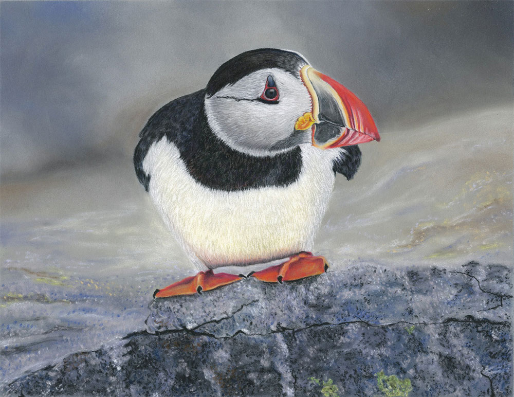 Pastel painting of a Puffin
