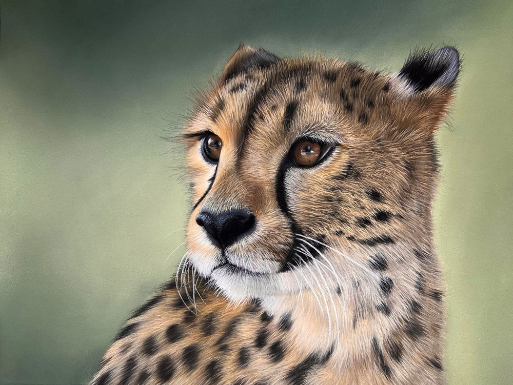 Emily's completed pastel painting of a Cheetah on smooth background.