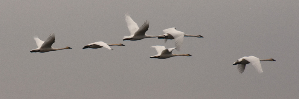 The second of Julie&#039;s photos of swans in flight.