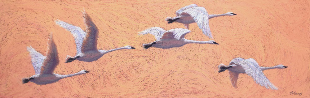 Tracey&#039;s second completed painting of swans in flight, named Allegro Fantasia.