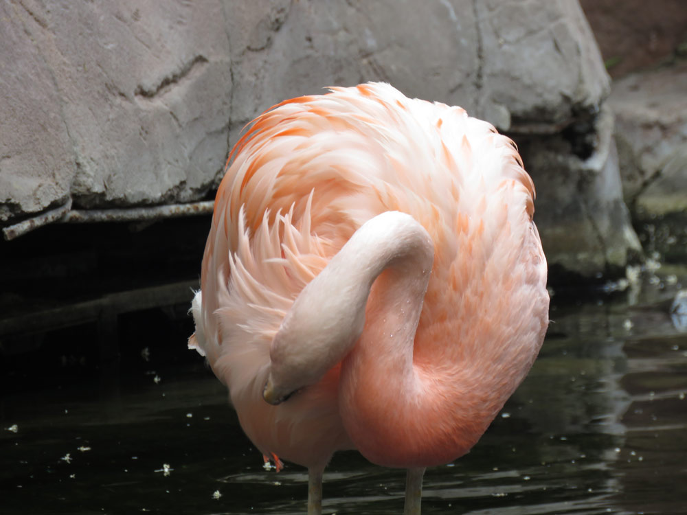 Photo of a preening flamingo.