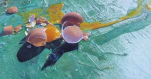 Broken Eggs soft pastel painting by Julie Freeman.