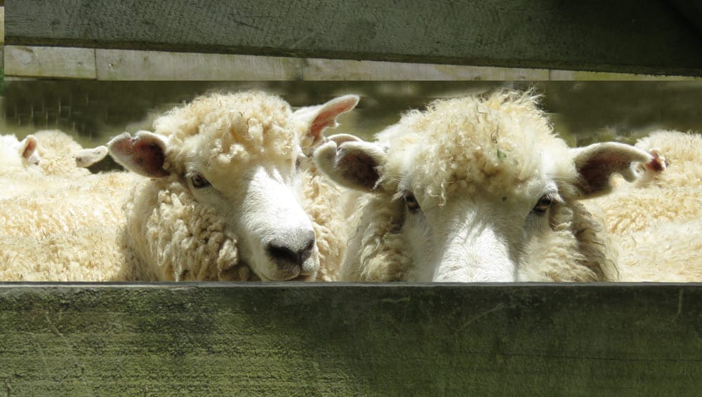 Sheep in a pen photograph reference, enhanced.