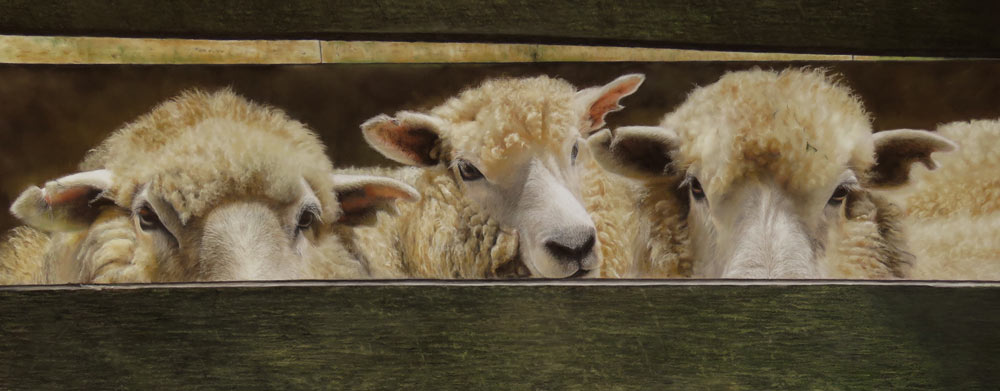 Sheep in a pen pastel painting by Julie Freeman.