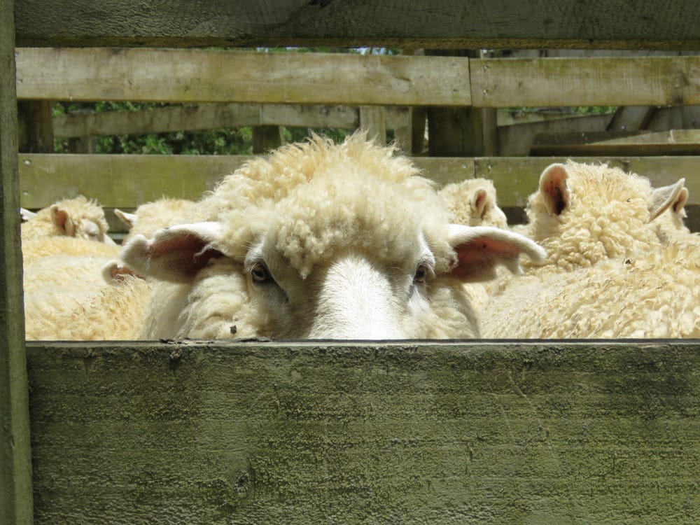 Sheep in a pen photograph reference.
