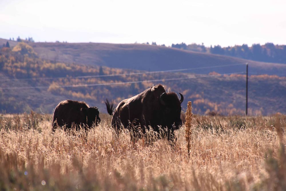 Bison and young calf photograph.