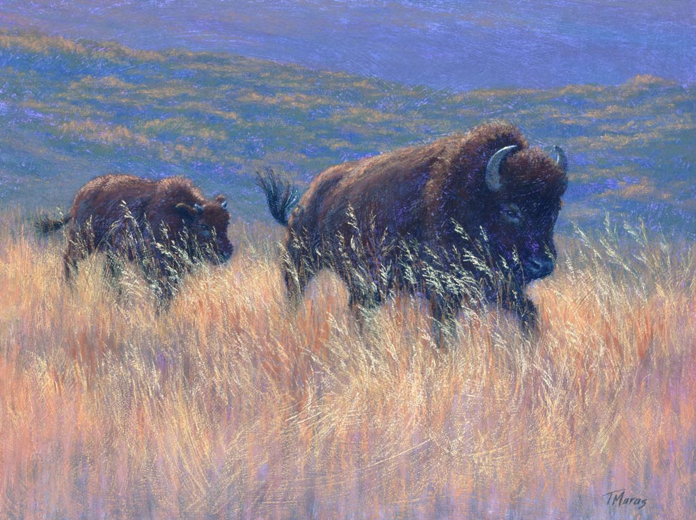 Bison and calf soft pastel painting by Tracey Maras.