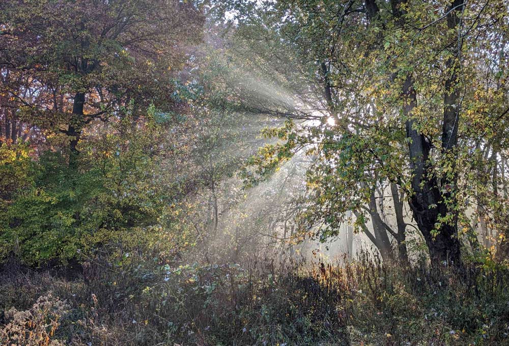 Tracey's reference photo of a woodland with sun rays emanating from behind a tree branch.