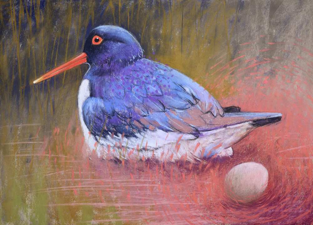 23071 45x63 cm b scholekster kopieby loes botman