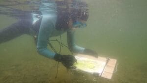 Liz Myhill, drawing while snorkelling.