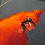 Red cardinal with cindy barillet feat