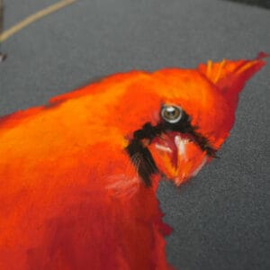 Red cardinal with cindy barillet feat