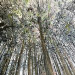 Fingle woods by katy bailey