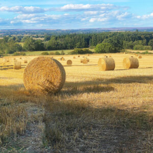 Summer cornfields masterclass course feat