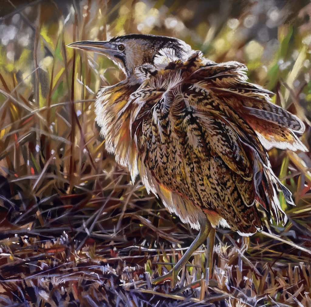 Bittern by teresa seals