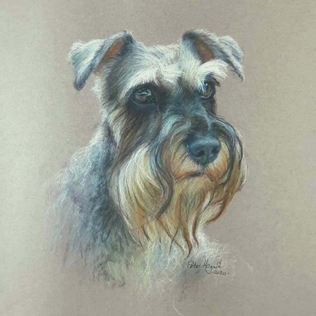 Soft pastel portrait of a Schnauzer.