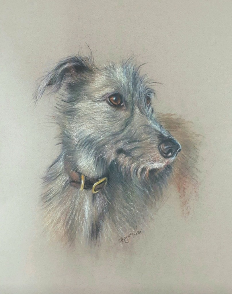 Pastel portrait of a lurcher on a light background, by Peter Hogarth.