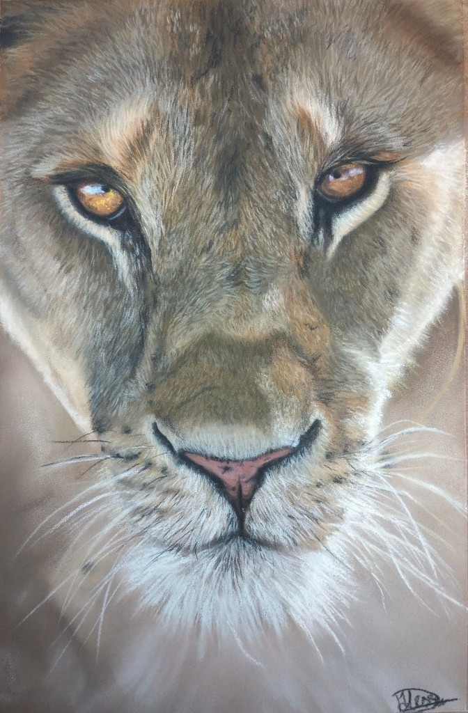 Lioness soft pastel painting by Alessia Donato.