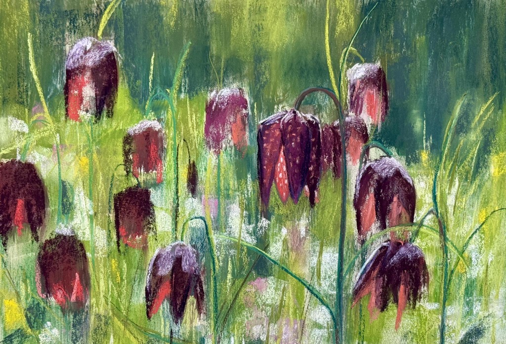 Sunlit snakehead fritillaries by dave flitcroft