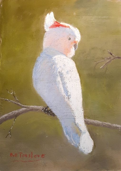 Major mitchell cockatoo by bill truslove